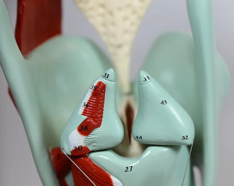 0134-00  Giant Functional Larynx