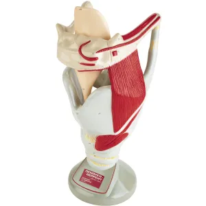 0134-00  Giant Functional Larynx