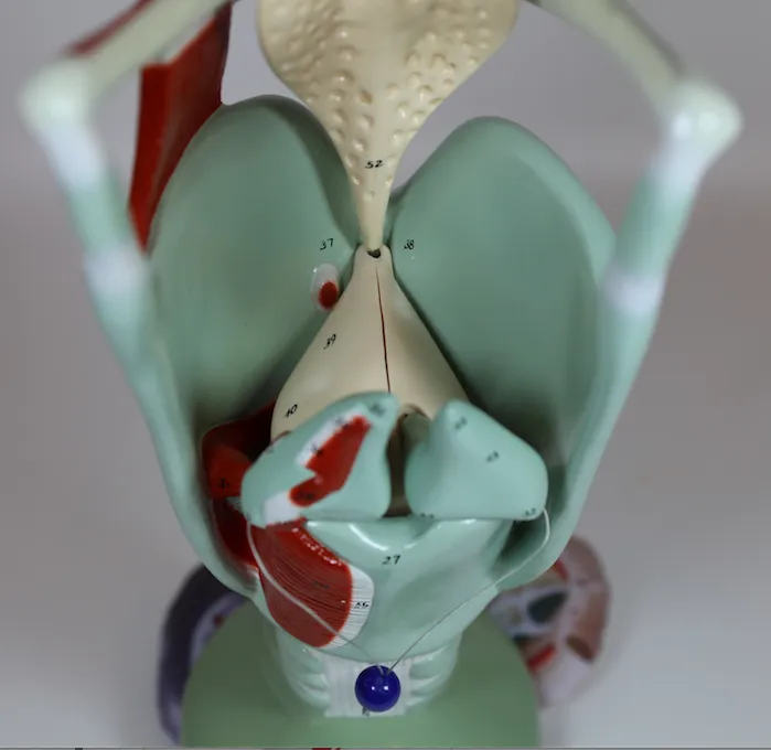 0134-00  Giant Functional Larynx