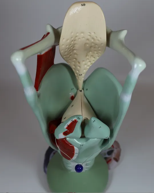 0134-00  Giant Functional Larynx