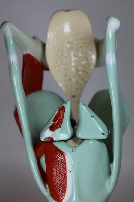 0134-00  Giant Functional Larynx