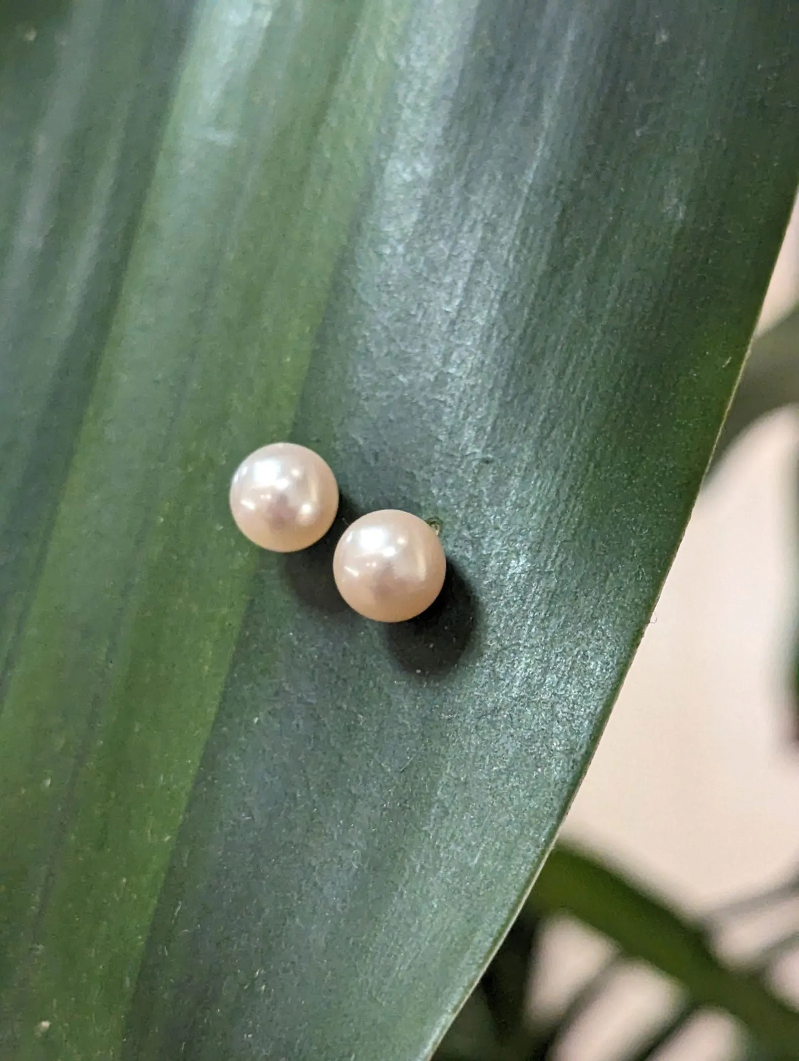 7mm Freshwater Pearl Studs
