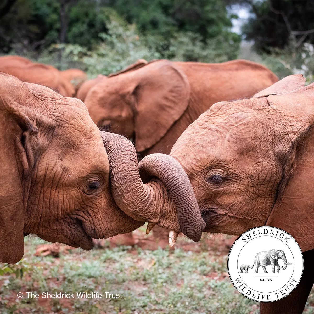 Elephant Conservation Makeup Bag