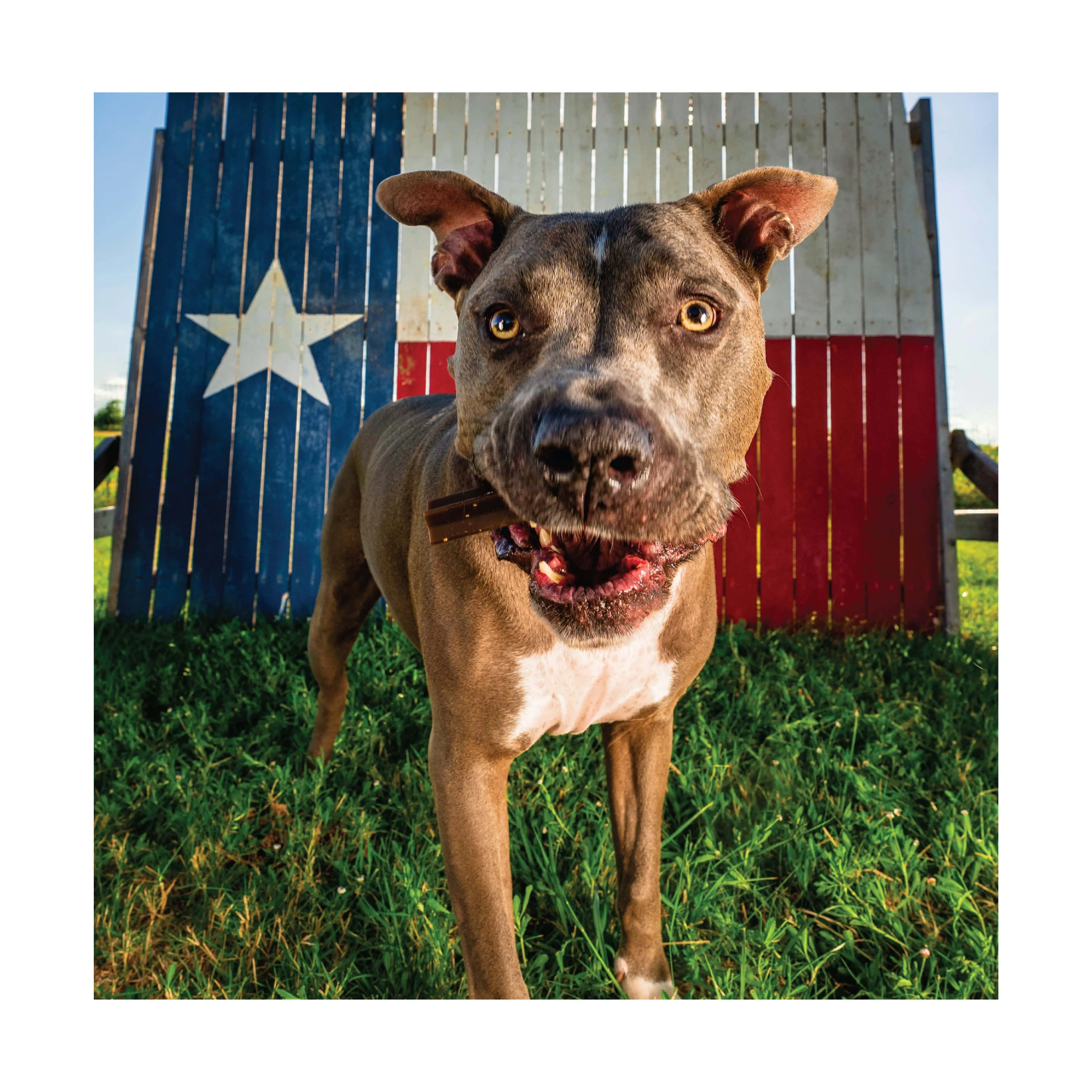 Get Naked® Calming Health Dental Dog Chew Sticks