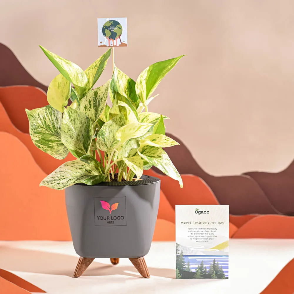 Money Plant Marble For Environment Day Gifting