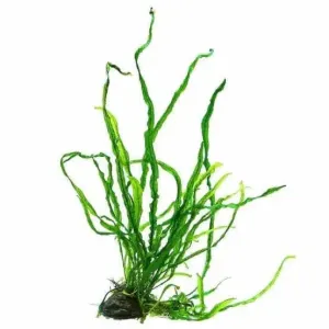 Needle Fern (2/3 leaves on rhizome)