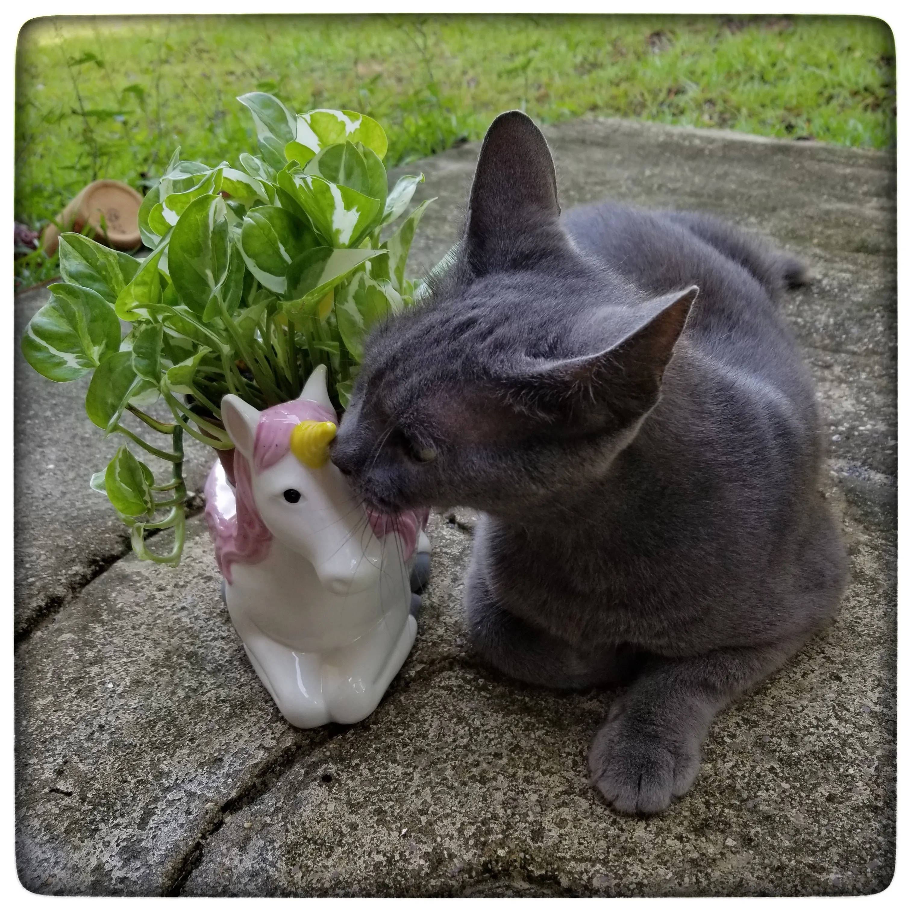 Unicorn planter